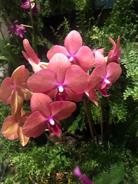 flowers on the Christmas tree